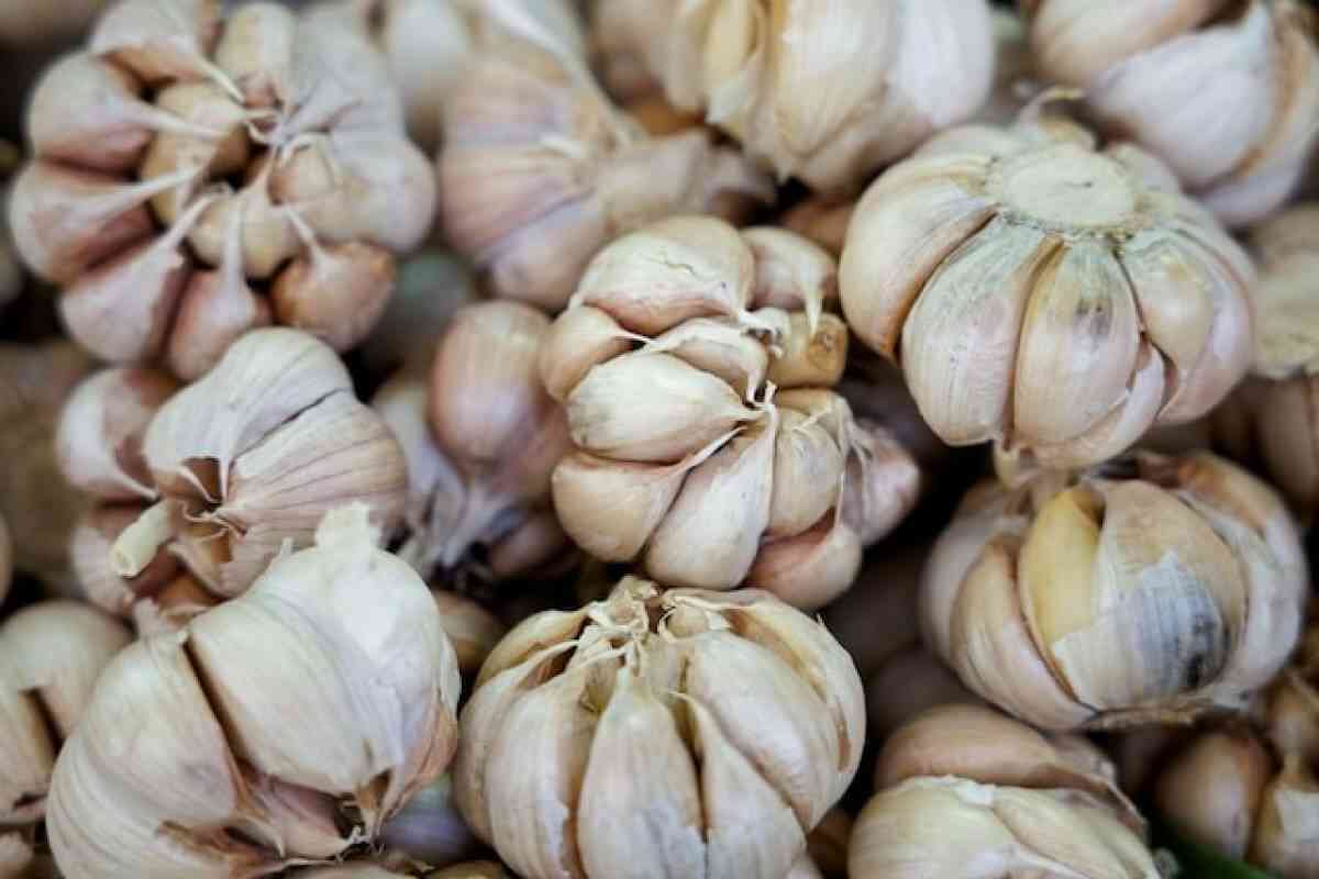 Your Guide To Finding Fresh Green Garlic Bulbs Near Me - Recipes 